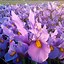 Iris hollandica Alaska के लिए छवि परिणाम