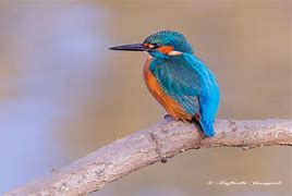 Image result for alcedo