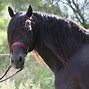 Image result for Morgan Horse