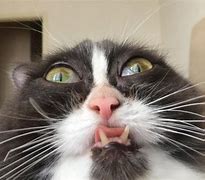 Image result for Cat Close Up Camera Meme