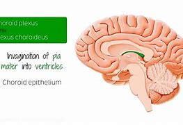 Image result for Brain Ventricles Choroid Plexus