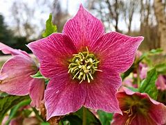 Image result for Pink Flowers Winter
