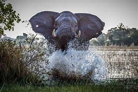 Image result for Amazing Nature Animals