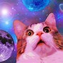 Image result for Cat Sad Meme Crying Yelling