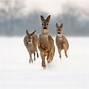 Image result for Winter Animal Scenes