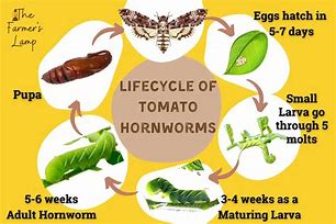 Image result for "tomato-hornworm"