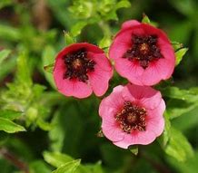 Image result for Potentilla nepalensis Ron McBeath