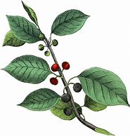 Image result for Berry Branch Clip Art