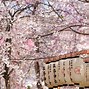 Image result for Cherry Blossoms Osaka Japan