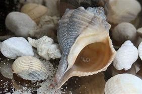 Image result for Whelk Sea Shells