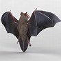 Image result for Realistic Bat