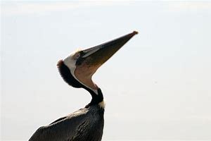 Image result for African Pelican