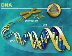 Image result for DNA/RNA Meme