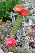 Image result for Argentine Hedgehog Cactus