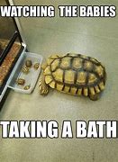 Image result for Turtle Memes Clean