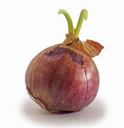 Image result for Mr Vine Onion