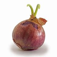 Image result for Mr Vine Onion