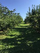 Image result for Apple-Picking Rows