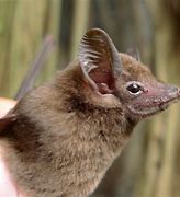 Image result for African Bat