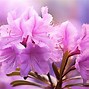 Image result for Purple Flowers HD