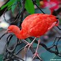 Image result for All Red Bird Species