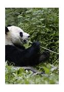 Image result for Giant Panda France
