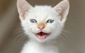 Image result for White Cat with Mouth Open