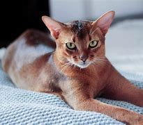 Image result for Abyssinian 