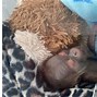 Image result for Endangered orangutan born