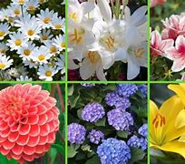 Image result for Flores