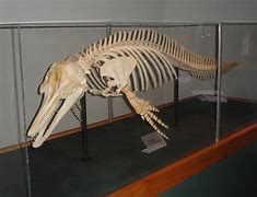 Image result for Dolphin Skeleton