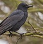 Image result for What Is the Difference Between Crow and Raven