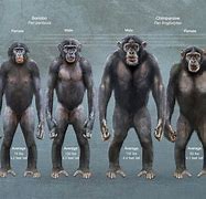 Image result for Bonobo Vs. Human