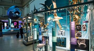 Image result for Natural History Museum Exhibits