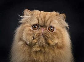 Image result for Persian Cat Face