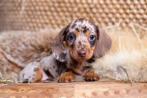 Image result for dachshund