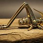 Image result for Fireplace Cricket