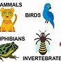 Image result for What Are the Different Species