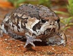 Image result for Angry Frog Meme