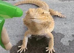 Image result for Biggest Gecko in the World