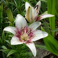 Image result for Lilium Tribal Kiss