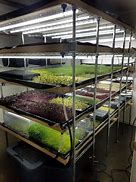 Image result for Micro Green LED Grow Lights