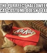 Image result for Halloween Cat Costume Meme