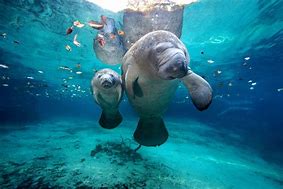 Image result for Manatee