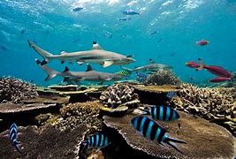 Image result for Underwater Ecosystem