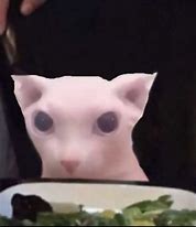 Image result for Zingus Meme Cat