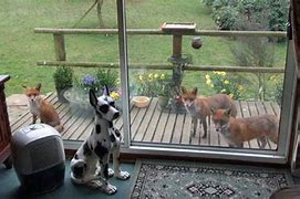 Image result for Fox and Human Interaction