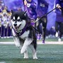 Image result for Go UW Apple Cup