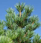 Image result for Pinus parviflora Hatch - Ichi