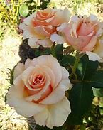 Image result for Rosa Paul Ricard (r)